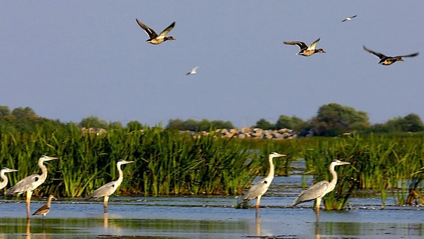 Aproape 1.000 de turi?ti ?i-au anulat deja sosirile în Delta Dunării