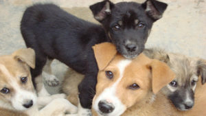 Craiova: nou târg de adopții canine