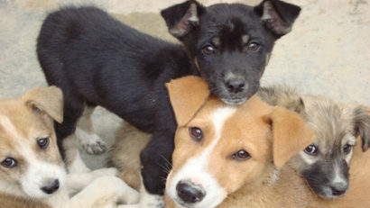 Craiova: nou târg de adopții canine