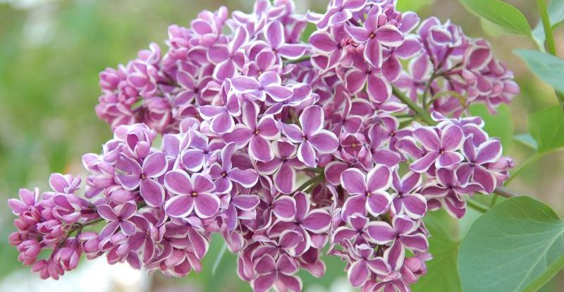 Sărbătoarea Liliacului