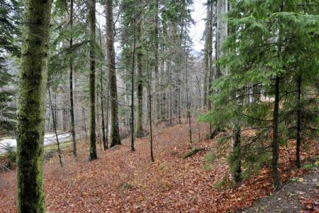 Pădurea Crihala din Dr. Tr. Severin, în circuitul turistic european