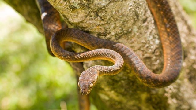 Şerpi în Mehedin?i