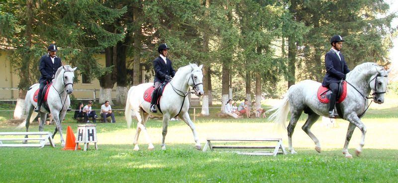 Destina?ia zilei: La Herghelia Sâmbăta de Jos două inimi bat în acela?i ritm, om ?i lipi?an