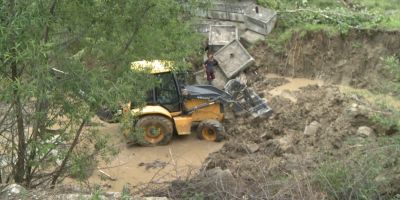 Pădure dislocată de ape