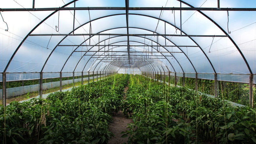 Legumicultorii cu solariile distruse, despăgubiţi