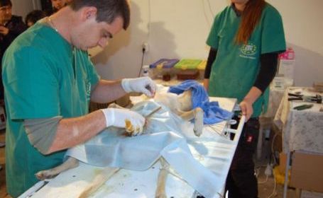 Medicii germani sterilizează animalele din Slatina