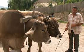 Boala limbii albastre a ajuns ?i în Mehedin?i.