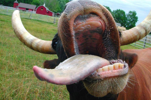 Situaţie albastră în Dolj