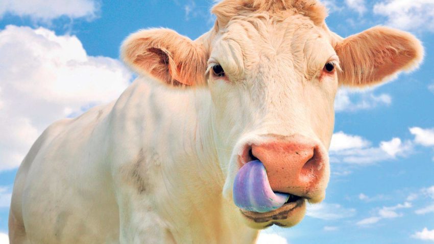 Boala limbii albastre se extinde