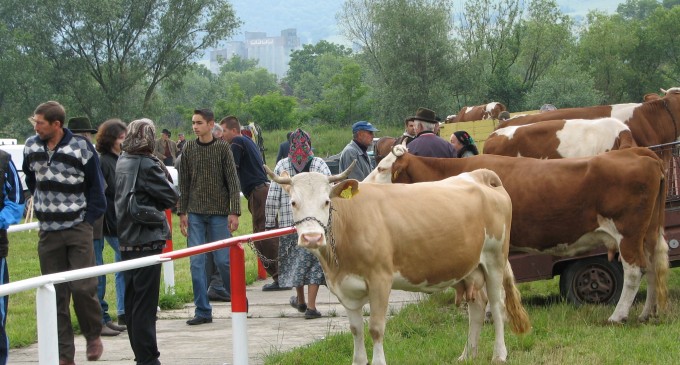 Târgurile de animale din Arge? rămân închise