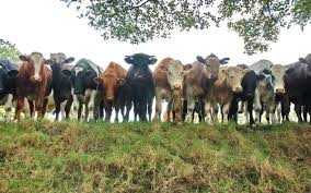 Comerţul cu bovine, ovine şi caprine interzis în Gorj