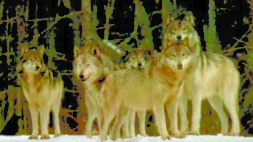 18 octombrie – Ziua lupului ? Sf. Evanghelist Luca