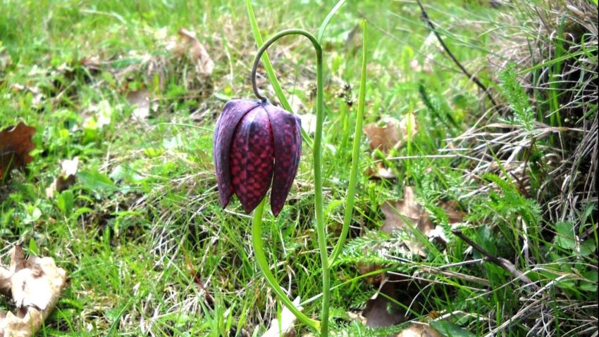 Destina?ia zilei:Rezervaţia naturală Dumbrava – Bălteni. O dumbravă minunată!