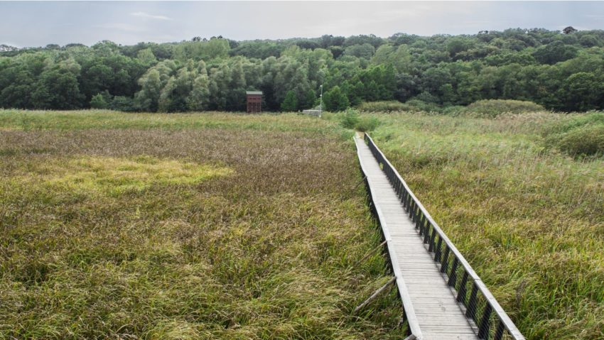 Destinaţia zilei:Comana, sălbatica perlă a Munteniei