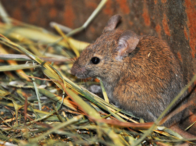 Invazie de soareci la Braila