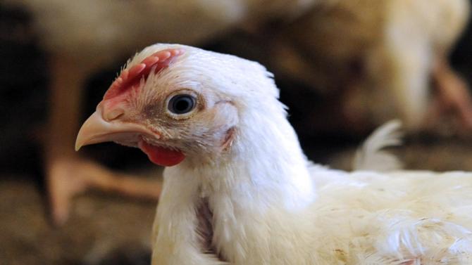 Alerta de gripa aviara in Olanda