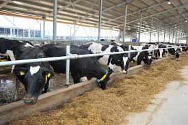 Sprijin în zootehnie