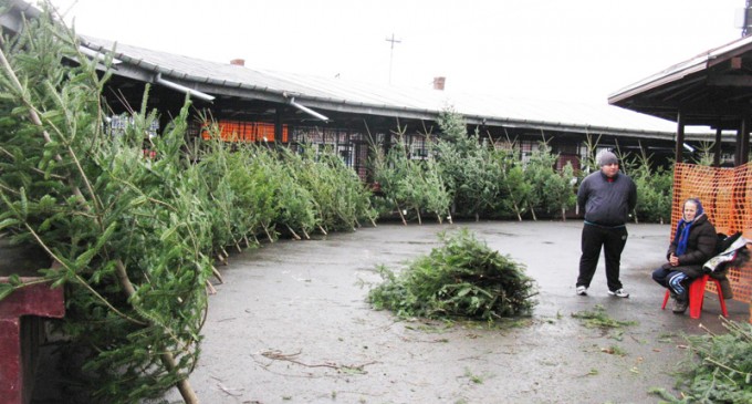 Brazii de Crăciun doar în Piața Centrală din Bănie