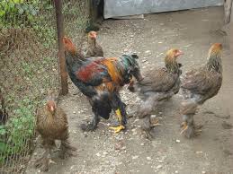 „Expo Fauna Gorjeană”