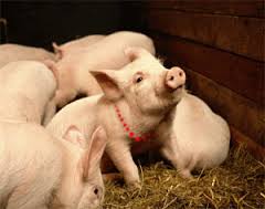 20 decembrie – Ignatul