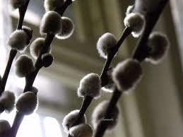 29 decembrie – Colindul cu nuiele