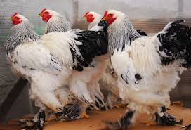 16 DEC -SE CULCA O DATA CU GAINILE