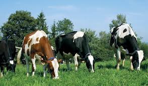 BOALA LIMBII ALBASTRE: Liberă circulație pentru animale în România