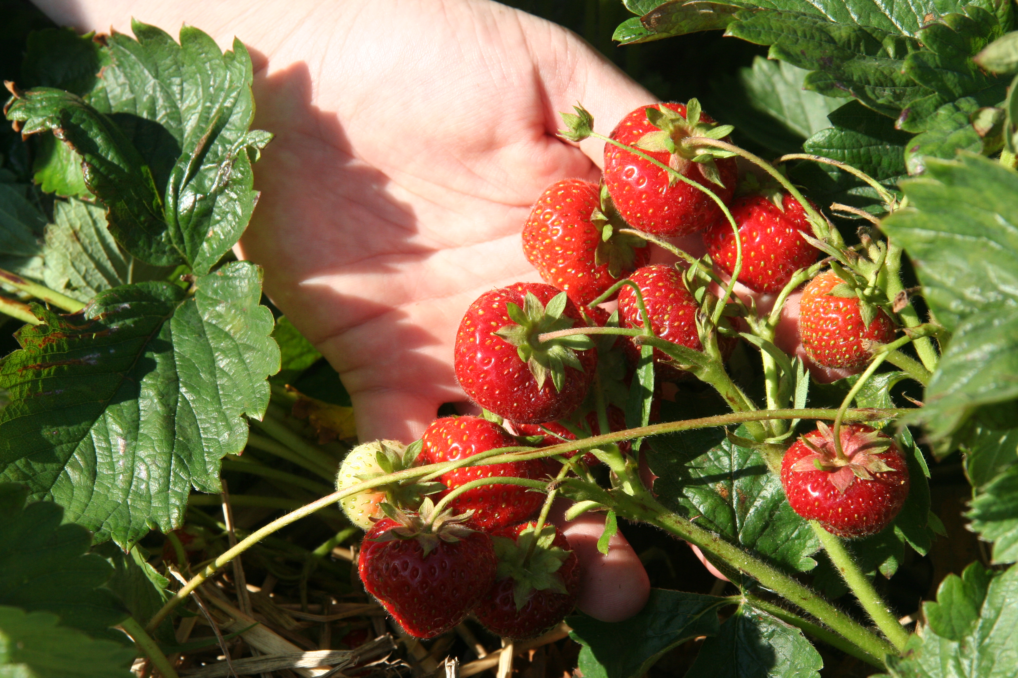 Sanse de angajare in Danemarca