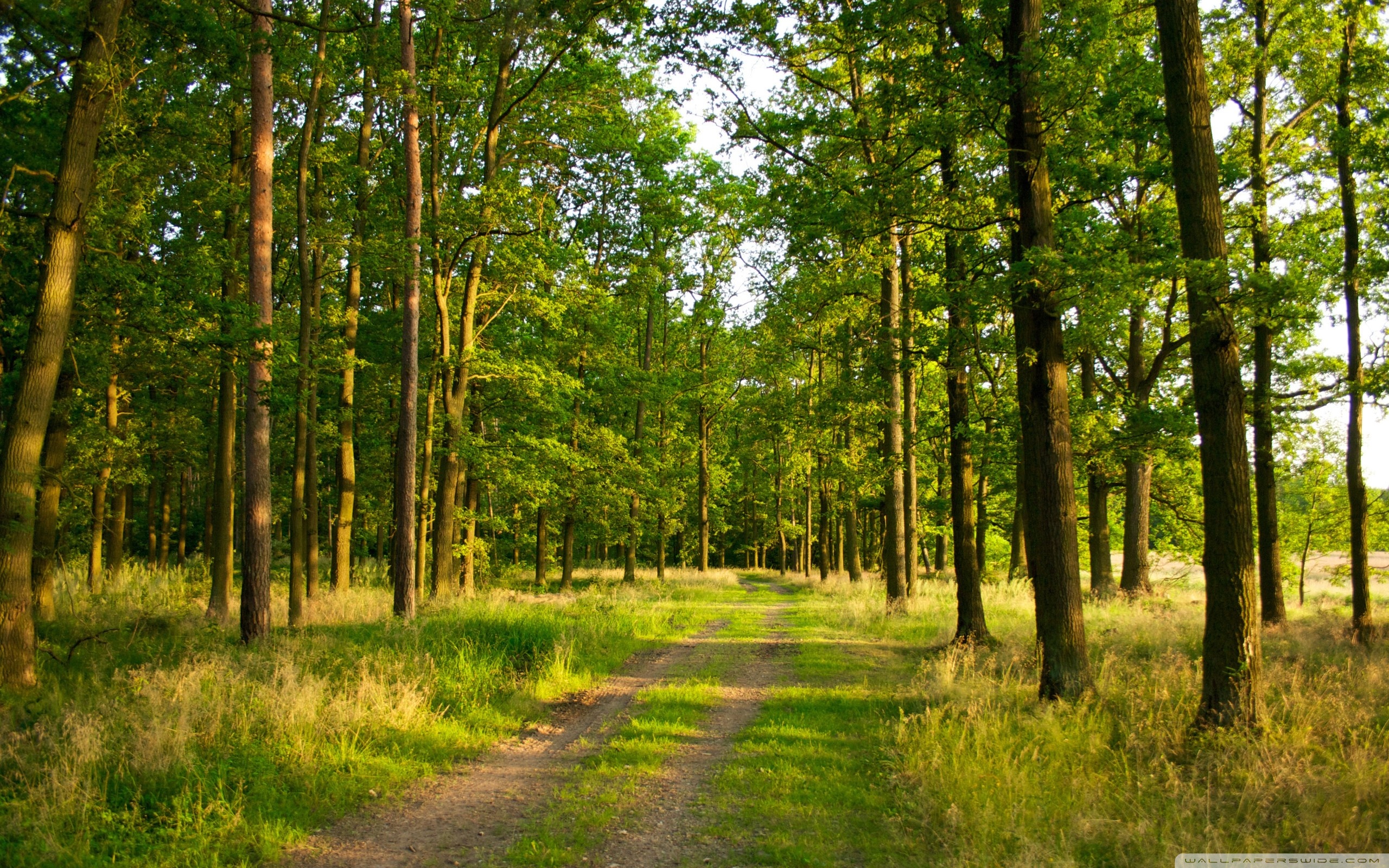 Impadurirea terenurilor degradate din Teleorman