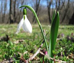 22 FEB -POVESTEA GHIOCELULUI