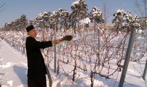 6 februarie – Anul Nou Pomiviticol, Sfestania viilor