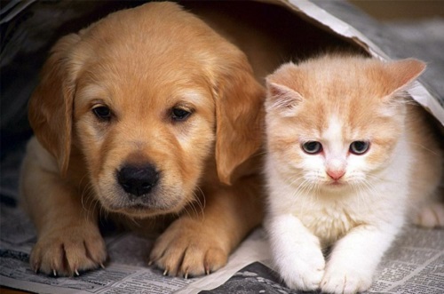 Sterilizari gratuite pentru caini si pisici, la Targu Jiu