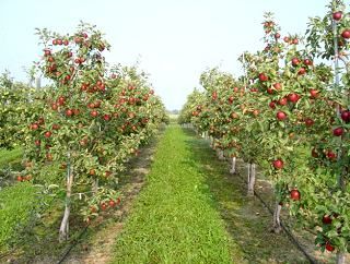Cea mai mare plantatie de mar din Valcea