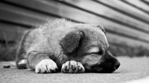 Campania de adoptie a cainilor initiata de Radio Oltenia Craiova continua