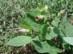 6 MARTIE- DE DRAGOSTE CU FLOAREA CODRULUI