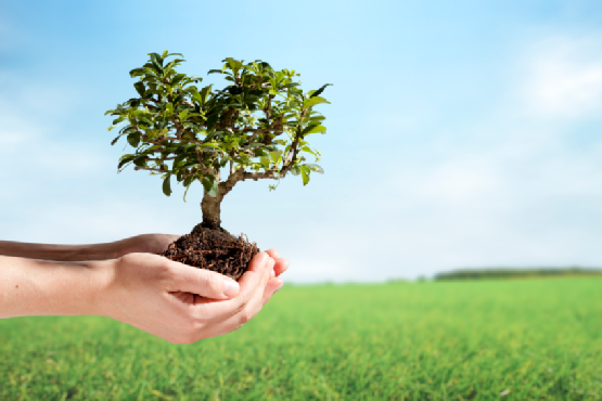 Slatina: Campania ecologica „Tu reciclezi, noi iti dam un copacel”