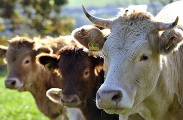 Scade drasctic numărul animalelor (audio)