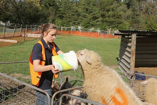 Fermierii pierd bani