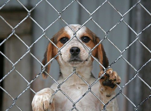 La Targu-Jiu se muta padocul