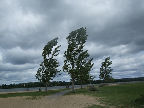 Cod galben de vant in Oltenia