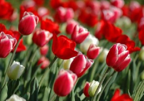 De azi, Simfonia Lalelelor