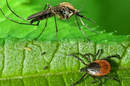 Atenție la țânțari și căpușe!
