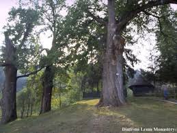 14 APRILIE- STEJARII SECULARI IZVORATORI DE MIR