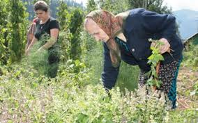 18 APRILIE- PLANTE DE LEAC