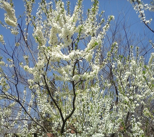 Azi despre ieri – 19 aprilie 2015