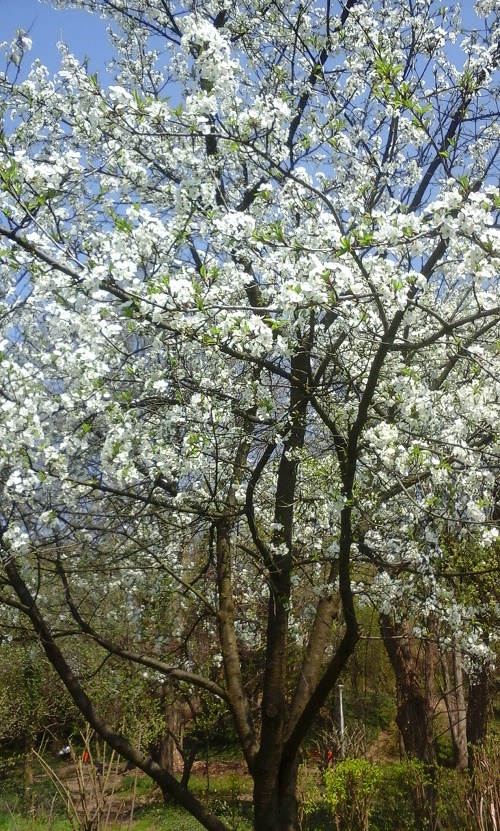 Azi despre ieri – 17 aprilie 2015