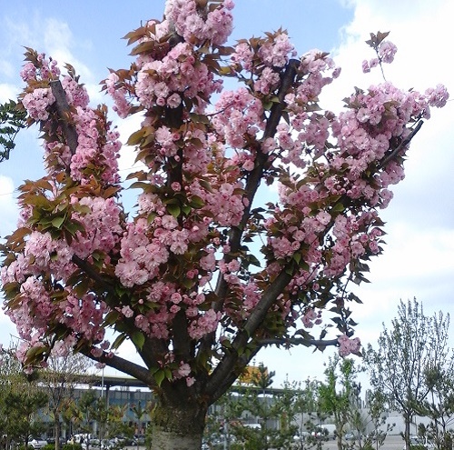 Azi despre ieri – 24 aprilie 2015