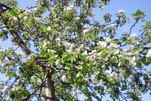 Azi despre ieri – 25 aprilie 2015