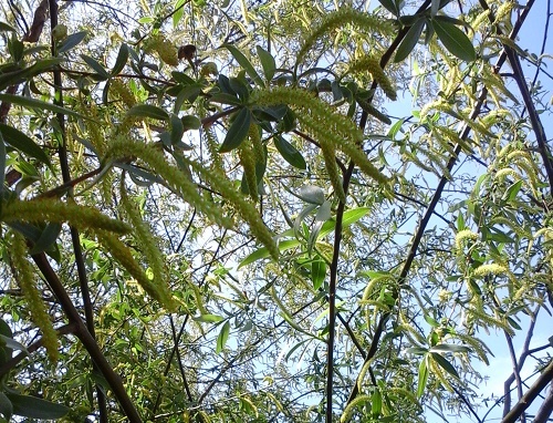 Azi despre ieri – 26 aprilie 2015