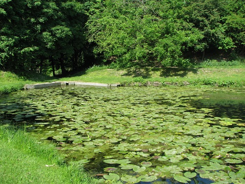 Reamenajarea Grădinii Botanice
